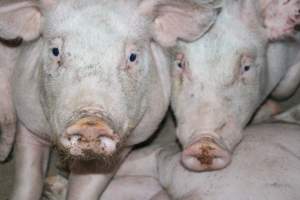 Grower/finisher pigs - Australian pig farming - Captured at Strathvean Piggery, Tarcutta NSW Australia.