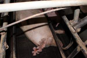 Chunks cut out of sow's ears - Australian pig farming - Captured at Boen Boe Stud Piggery, Joadja NSW Australia.