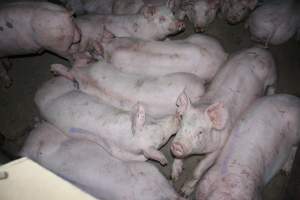 Grower/finisher pigs - Australian pig farming - Captured at Strathvean Piggery, Tarcutta NSW Australia.