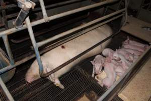 Sow with pressure sore in crate - Australian pig farming - Captured at Boen Boe Stud Piggery, Joadja NSW Australia.