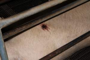 Sow with pressure sore in crate - Australian pig farming - Captured at Boen Boe Stud Piggery, Joadja NSW Australia.