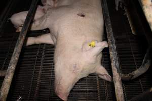 Sow with pressure sore in crate - Australian pig farming - Captured at Boen Boe Stud Piggery, Joadja NSW Australia.