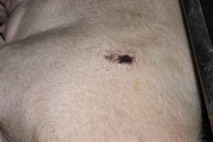 Sow with pressure sore in crate - Australian pig farming - Captured at Boen Boe Stud Piggery, Joadja NSW Australia.