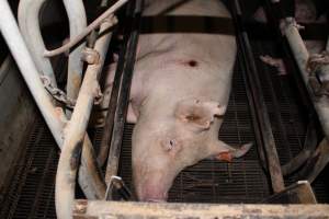 Sow with pressure sore in crate - Australian pig farming - Captured at Boen Boe Stud Piggery, Joadja NSW Australia.