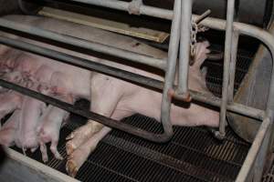 Farrowing crates at Boen Boe Stud Piggery NSW - Australian pig farming - Captured at Boen Boe Stud Piggery, Joadja NSW Australia.