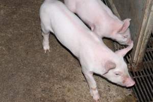 Farrowing crates at Boen Boe Stud Piggery NSW - Australian pig farming - Captured at Boen Boe Stud Piggery, Joadja NSW Australia.