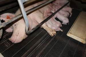 Farrowing crates at Boen Boe Stud Piggery NSW - Australian pig farming - Captured at Boen Boe Stud Piggery, Joadja NSW Australia.