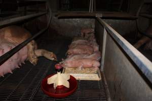 Farrowing crates at Boen Boe Stud Piggery NSW - Australian pig farming - Captured at Boen Boe Stud Piggery, Joadja NSW Australia.