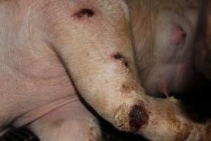 Sow with wounds on leg - Australian pig farming - Captured at Boen Boe Stud Piggery, Joadja NSW Australia.