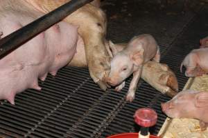 Farrowing crates at Boen Boe Stud Piggery NSW - Australian pig farming - Captured at Boen Boe Stud Piggery, Joadja NSW Australia.