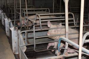 Farrowing crates at Boen Boe Stud Piggery NSW - Australian pig farming - Captured at Boen Boe Stud Piggery, Joadja NSW Australia.