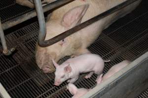 Farrowing crates at Boen Boe Stud Piggery NSW - Australian pig farming - Captured at Boen Boe Stud Piggery, Joadja NSW Australia.