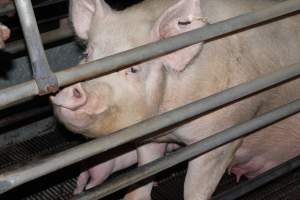 Farrowing crates at Boen Boe Stud Piggery NSW - Australian pig farming - Captured at Boen Boe Stud Piggery, Joadja NSW Australia.