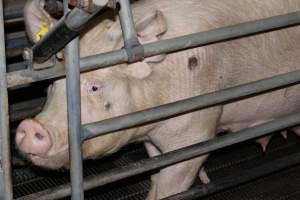 Farrowing crates at Boen Boe Stud Piggery NSW - Australian pig farming - Captured at Boen Boe Stud Piggery, Joadja NSW Australia.