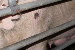 Farrowing crates at Boen Boe Stud Piggery NSW - Australian pig farming - Captured at Boen Boe Stud Piggery, Joadja NSW Australia.