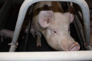 Farrowing crates at Boen Boe Stud Piggery NSW - Australian pig farming - Captured at Boen Boe Stud Piggery, Joadja NSW Australia.