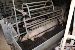 Farrowing crates at Boen Boe Stud Piggery NSW - Australian pig farming - Captured at Boen Boe Stud Piggery, Joadja NSW Australia.