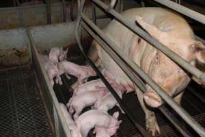 Farrowing crates at Boen Boe Stud Piggery NSW - Australian pig farming - Captured at Boen Boe Stud Piggery, Joadja NSW Australia.