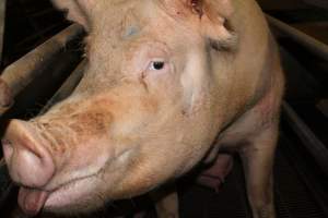 Farrowing crates at Boen Boe Stud Piggery NSW - Australian pig farming - Captured at Boen Boe Stud Piggery, Joadja NSW Australia.