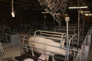 Farrowing crates at Boen Boe Stud Piggery NSW - Australian pig farming - Captured at Boen Boe Stud Piggery, Joadja NSW Australia.