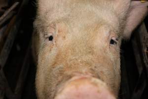 Sow's face in crate - Australian pig farming - Captured at Boen Boe Stud Piggery, Joadja NSW Australia.