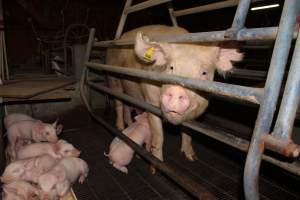 Farrowing crates at Boen Boe Stud Piggery NSW - Australian pig farming - Captured at Boen Boe Stud Piggery, Joadja NSW Australia.