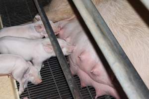 Farrowing crates at Boen Boe Stud Piggery NSW - Australian pig farming - Captured at Boen Boe Stud Piggery, Joadja NSW Australia.