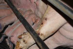 Sow with wounds on leg - Australian pig farming - Captured at Boen Boe Stud Piggery, Joadja NSW Australia.