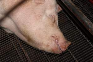 Farrowing crates at Boen Boe Stud Piggery NSW - Australian pig farming - Captured at Boen Boe Stud Piggery, Joadja NSW Australia.