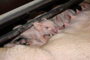 Piglets suckling - Australian pig farming - Captured at Boen Boe Stud Piggery, Joadja NSW Australia.