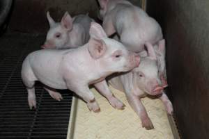 Farrowing crates at Boen Boe Stud Piggery NSW - Australian pig farming - Captured at Boen Boe Stud Piggery, Joadja NSW Australia.