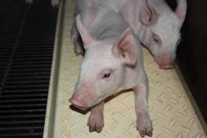 Farrowing crates at Boen Boe Stud Piggery NSW - Australian pig farming - Captured at Boen Boe Stud Piggery, Joadja NSW Australia.