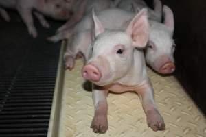 Farrowing crates at Boen Boe Stud Piggery NSW - Australian pig farming - Captured at Boen Boe Stud Piggery, Joadja NSW Australia.