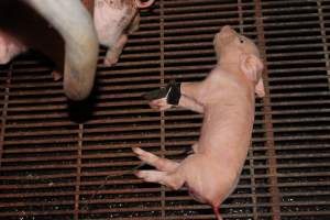 Piglet with legs taped - Australian pig farming - Captured at Boen Boe Stud Piggery, Joadja NSW Australia.