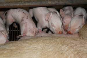 Piglets suckling - Australian pig farming - Captured at Boen Boe Stud Piggery, Joadja NSW Australia.