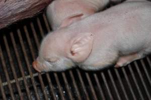 Farrowing crates at Boen Boe Stud Piggery NSW - Australian pig farming - Captured at Boen Boe Stud Piggery, Joadja NSW Australia.