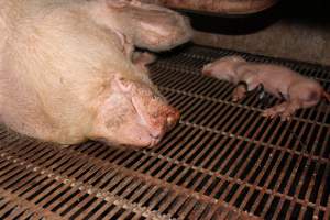 Piglet foaming at mouth, legs taped - Australian pig farming - Captured at Boen Boe Stud Piggery, Joadja NSW Australia.