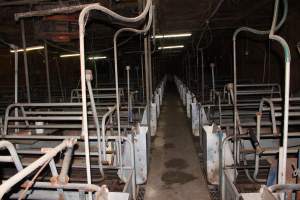 Farrowing crates at Boen Boe Stud Piggery NSW - Australian pig farming - Captured at Boen Boe Stud Piggery, Joadja NSW Australia.