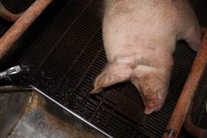 Farrowing crates at Boen Boe Stud Piggery NSW - Australian pig farming - Captured at Boen Boe Stud Piggery, Joadja NSW Australia.