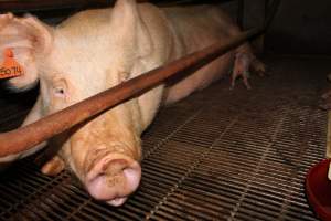 Farrowing crates at Boen Boe Stud Piggery NSW - Australian pig farming - Captured at Boen Boe Stud Piggery, Joadja NSW Australia.