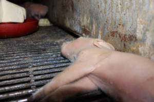 Farrowing crates at Boen Boe Stud Piggery NSW - Australian pig farming - Captured at Boen Boe Stud Piggery, Joadja NSW Australia.