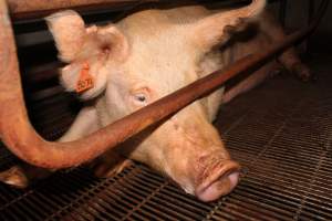 Farrowing crates at Boen Boe Stud Piggery NSW - Australian pig farming - Captured at Boen Boe Stud Piggery, Joadja NSW Australia.