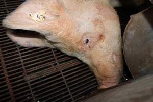 Farrowing crates at Boen Boe Stud Piggery NSW - Australian pig farming - Captured at Boen Boe Stud Piggery, Joadja NSW Australia.