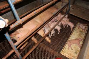 Farrowing crates at Boen Boe Stud Piggery NSW - Australian pig farming - Captured at Boen Boe Stud Piggery, Joadja NSW Australia.