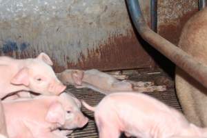 Farrowing crates at Boen Boe Stud Piggery NSW - Dead piglet at back of pen - Captured at Boen Boe Stud Piggery, Joadja NSW Australia.