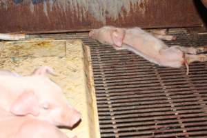 Farrowing crates at Boen Boe Stud Piggery NSW - Dead piglet at back of pen - Captured at Boen Boe Stud Piggery, Joadja NSW Australia.