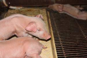 Farrowing crates at Boen Boe Stud Piggery NSW - Dead piglet at back of pen - Captured at Boen Boe Stud Piggery, Joadja NSW Australia.