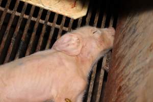 Farrowing crates at Boen Boe Stud Piggery NSW - Australian pig farming - Captured at Boen Boe Stud Piggery, Joadja NSW Australia.