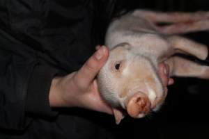 Piglet foaming at the mouth - Australian pig farming - Captured at Boen Boe Stud Piggery, Joadja NSW Australia.