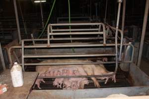 Farrowing crates at Boen Boe Stud Piggery NSW - Australian pig farming - Captured at Boen Boe Stud Piggery, Joadja NSW Australia.